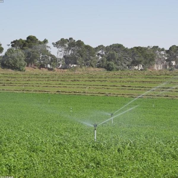 Agro Products